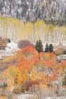 USA-Colorado-Uncompahgre National Forest Aspen and spruce trees after autumn snowstorm Art Print